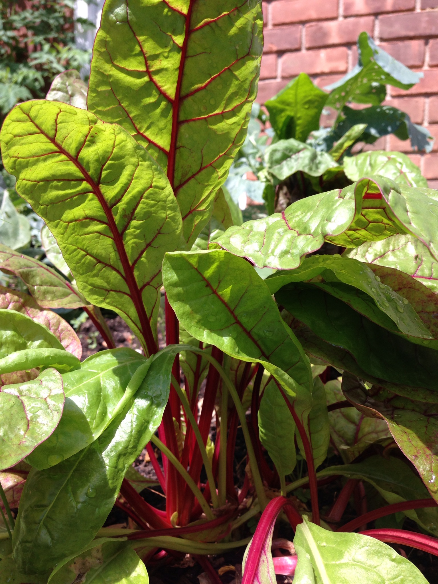 Swiss Chard-Part 1 - IBS Dietitians